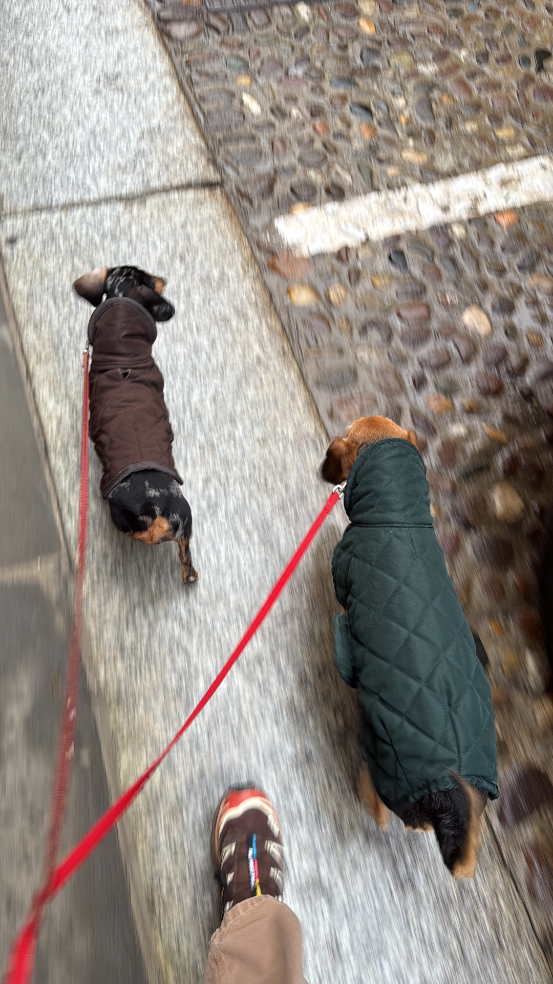 Mani che accarezzano un piccolo cane marrone